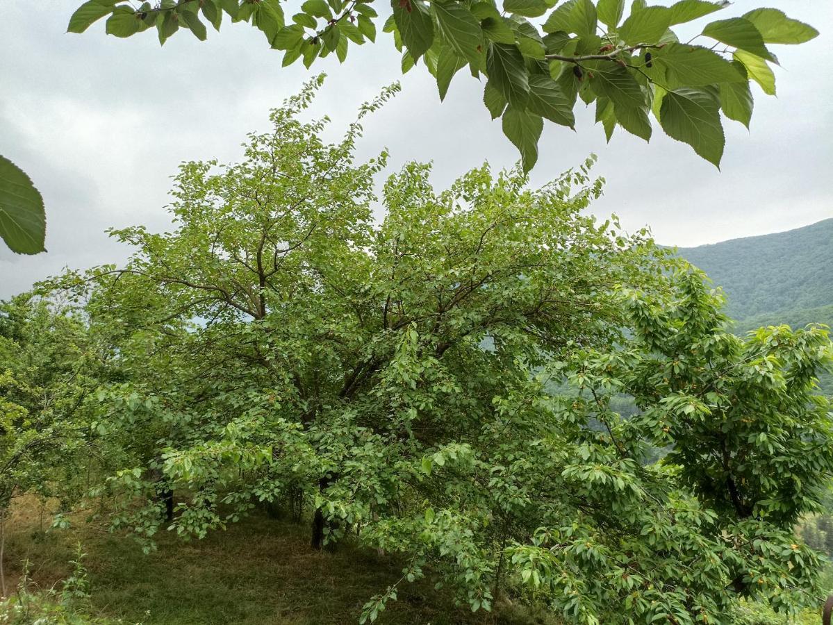 Green Garden Ijevan Exterior photo